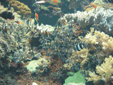 Tenerife loro parque