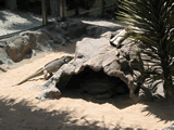 Tenerife loro parque